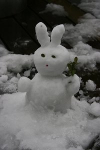 Schneehase aus Shanghai